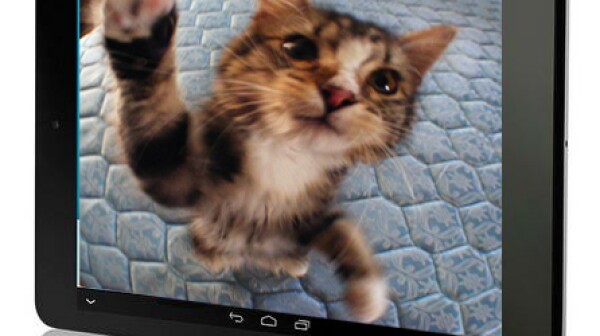 Cat in Video on Tablet 