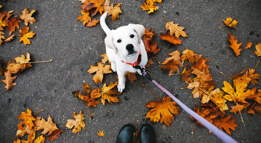 dog standing in leaves with leash being held onto by dog walker