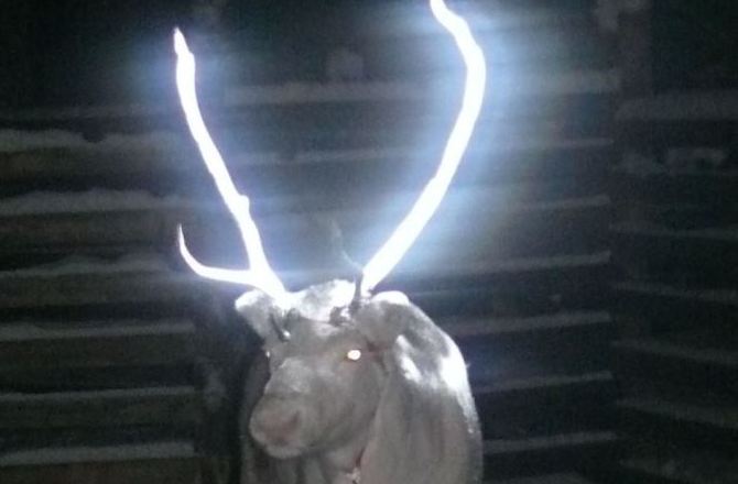 glowing-reindeer-antler-anna-ollila