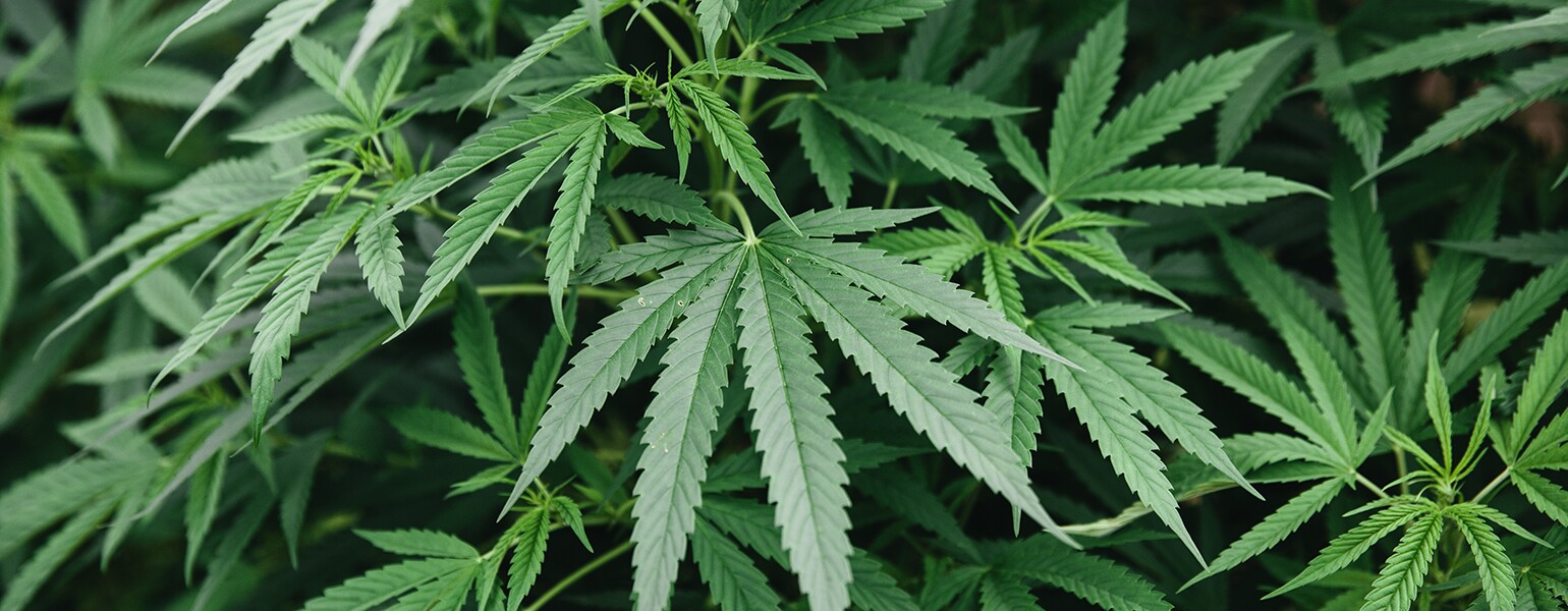 Cannabis_1540