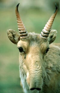 Saiga-via-wikimedia