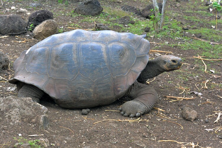 Giant Tortoise Galapagos Ecuador
