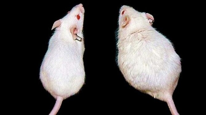 mice