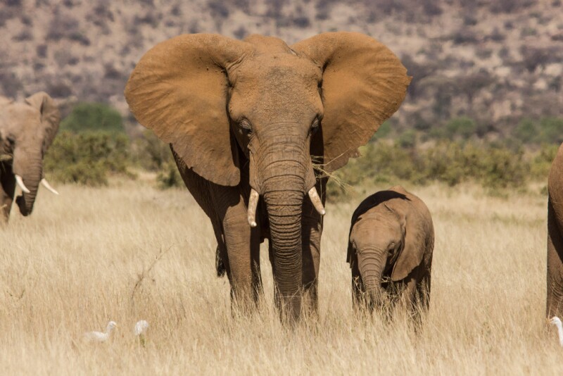 African Elephant with baby