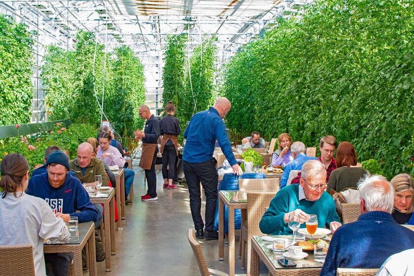 View of tables and restaurant patrons surrounded by tomato plants