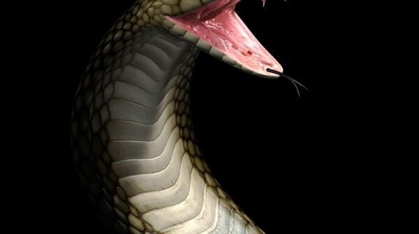 King Cobra, Poisonous Snake