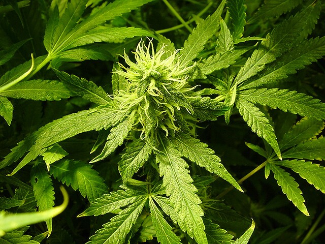marijuana-3632267261_f7b407d133_z