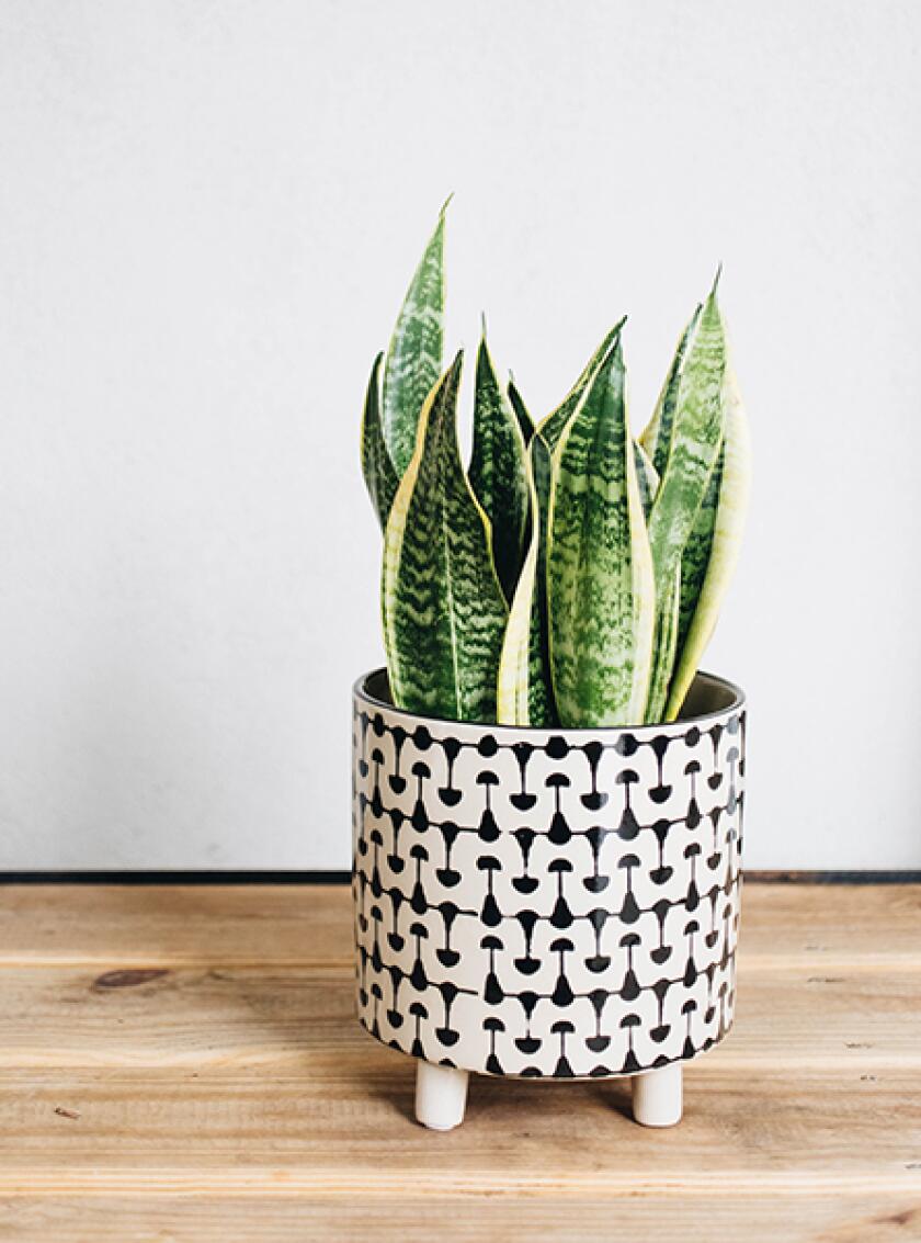 Snake plant in black and white patterned pot