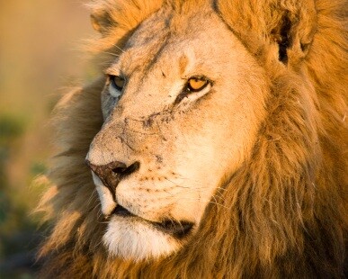 lion000015967309