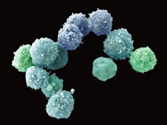 Embryonic stem cells, SEM