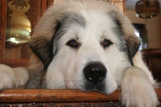 kody-great-pyrenees-vicki-burbridge