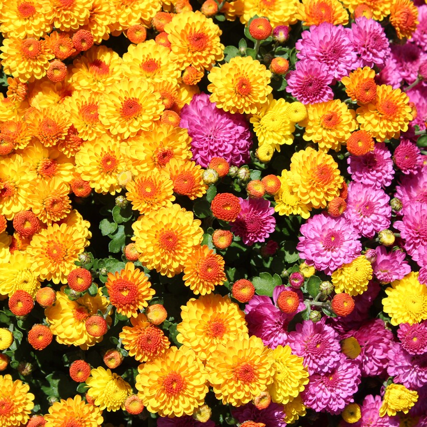 Chrysanthemum , fall flowers to plant this summer