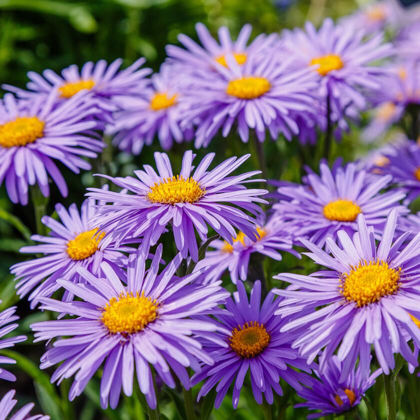 Asters are fall flowers to plant this summer