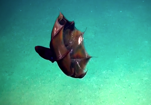vampire squid