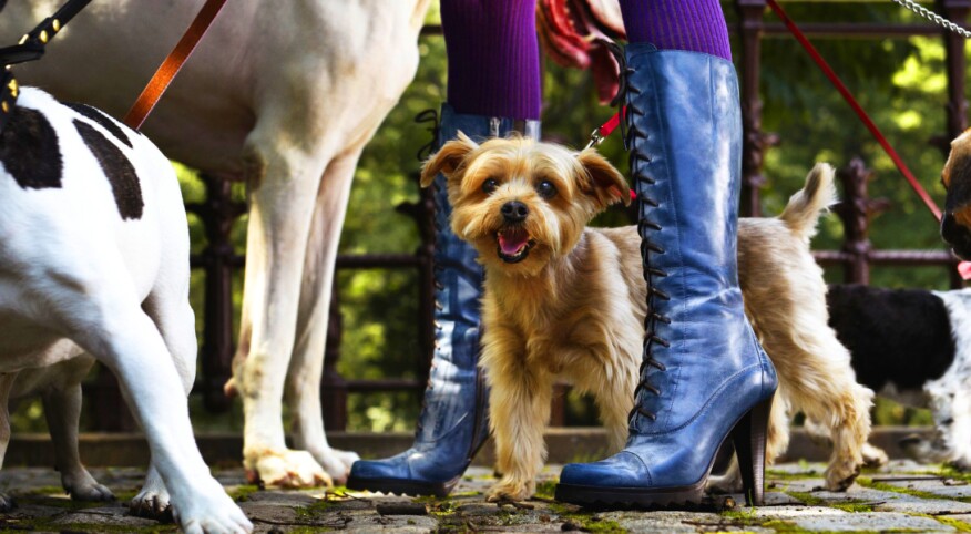 dogs being walked by woman in heels