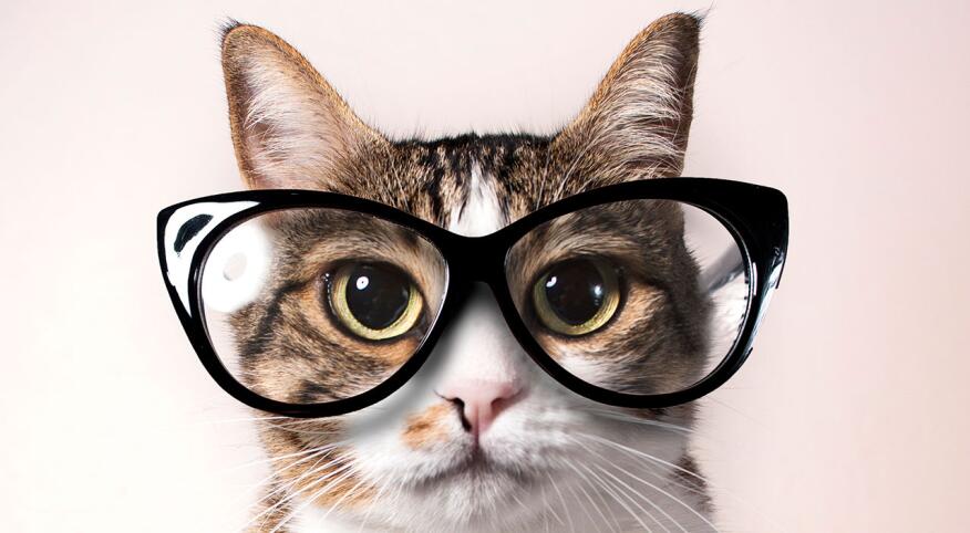 Domestic cat with eyeglasses