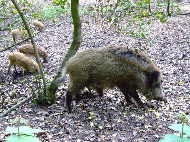 wild-boar
