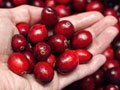 handful of cranberries