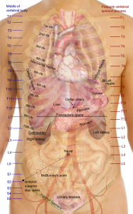 Bodily organs