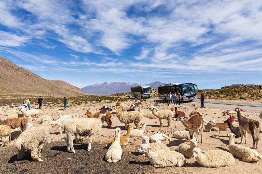 Llamas and Alpacas, herd by the side of the road with tour groups in the Reserva Nacional de Salinas y Aguada Blanca, Arequipa, Peru,