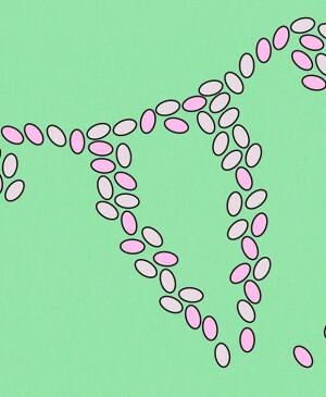 illustration of probiotic pills forming shape of uterus