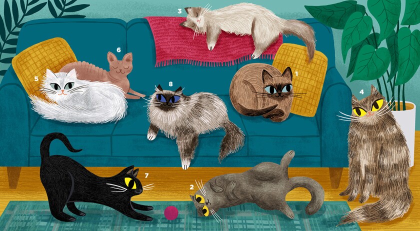 illustration of 8 different breeds of cats by allison cole