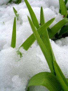 Spring thaw
