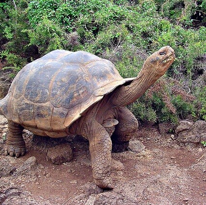 tortoise