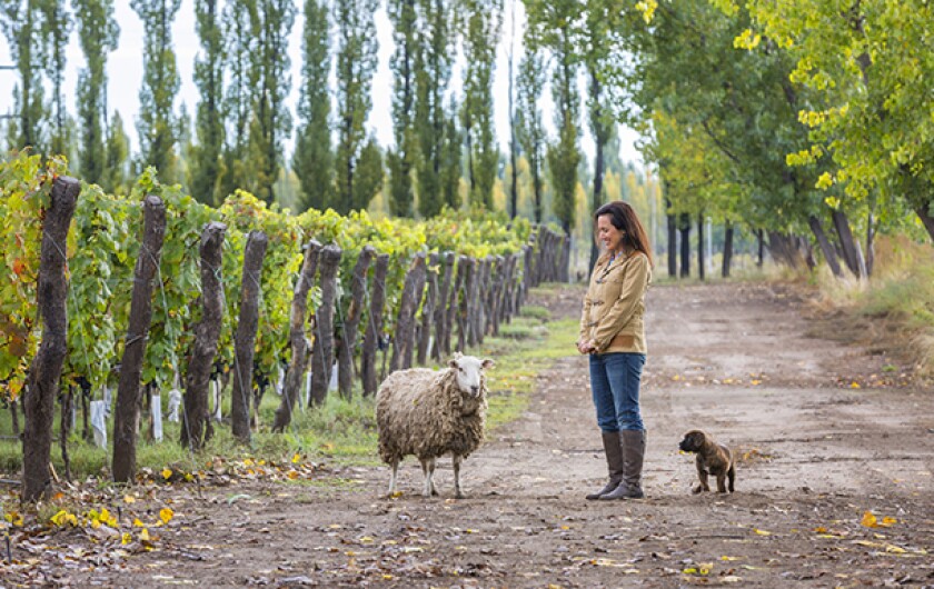 Laura Catena, owner, Bodega Catena Zapata, Adrianna Vineyard, Tupungato Alto, Uco Valley, Mendoza, Argentina