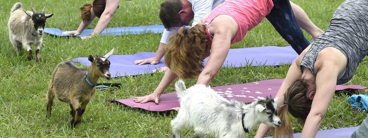 people outside doing yoga with goats