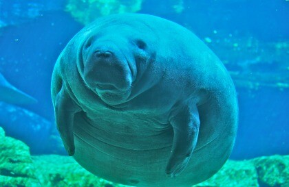 Manatee