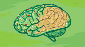 illustration of brain with a flourishing garden turning into dry land, memory loss