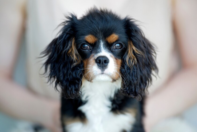 Portrait of cavalier king charles dog