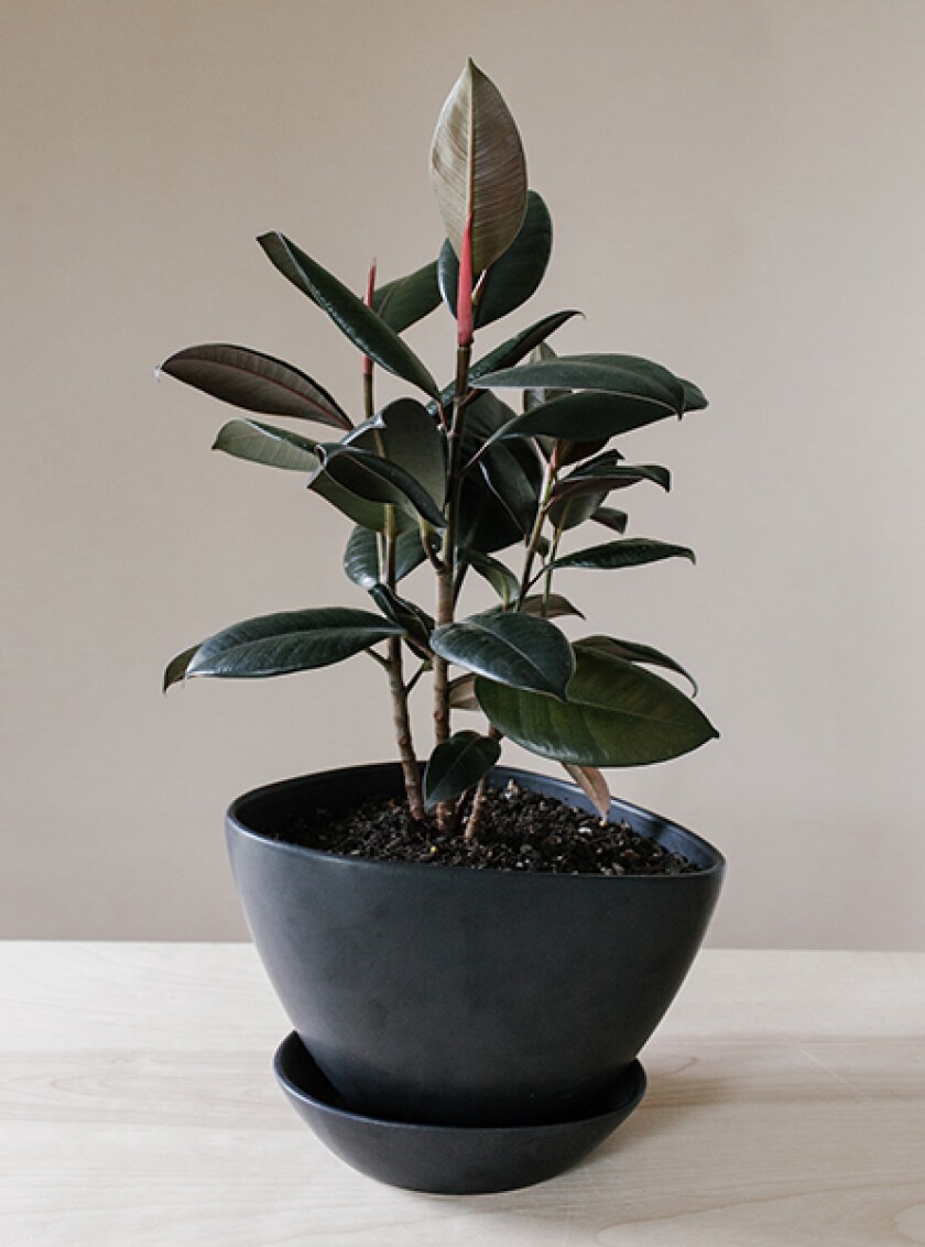 Rubber plant in black pot