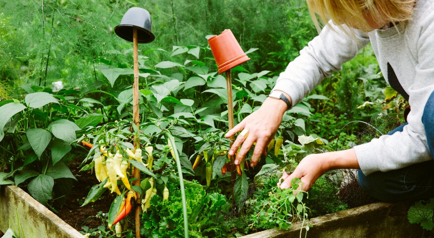 Woman reaching into her lush vegetable garden
