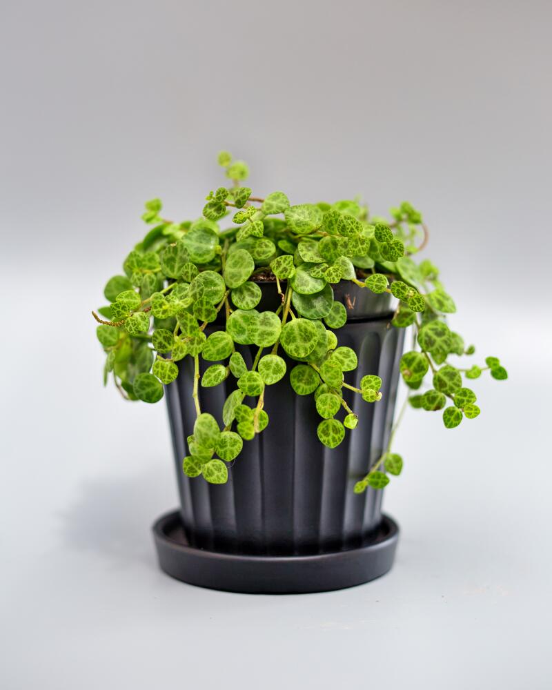 Peperomia prostrata