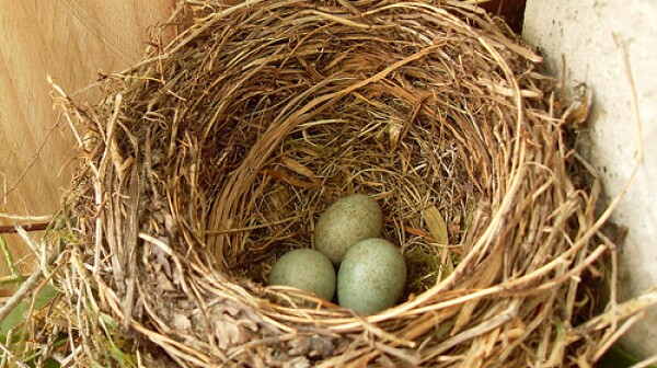 March nest egg blog photo