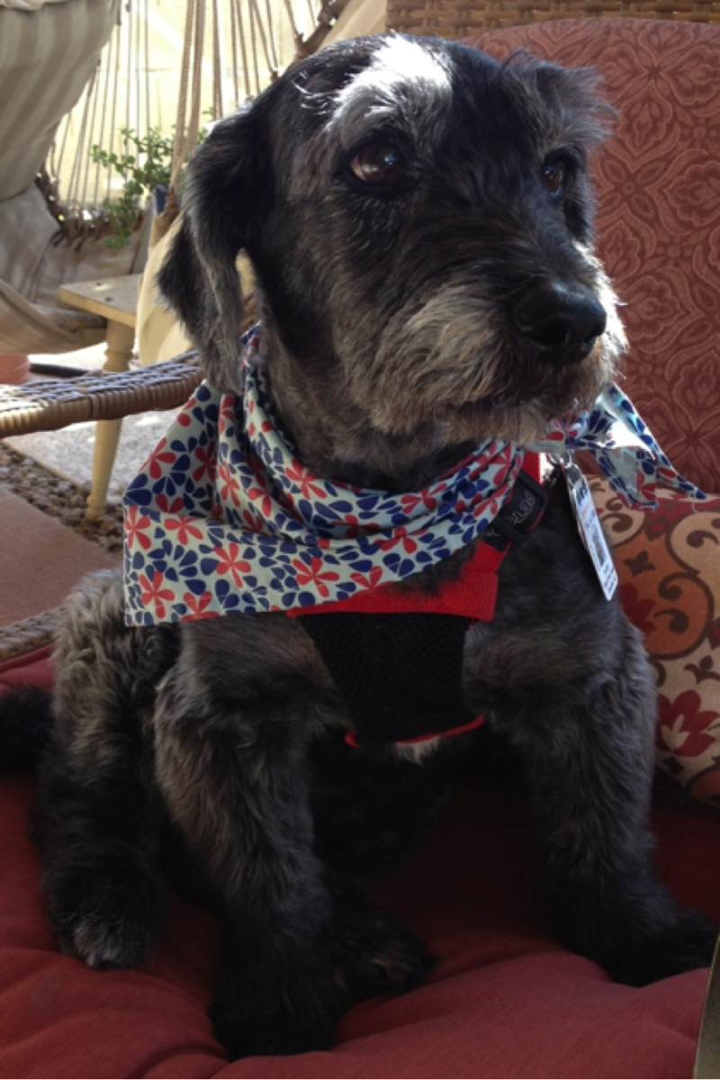 Amy Goyer explains why a service dog is a vital member of her caregiving team for her parents.