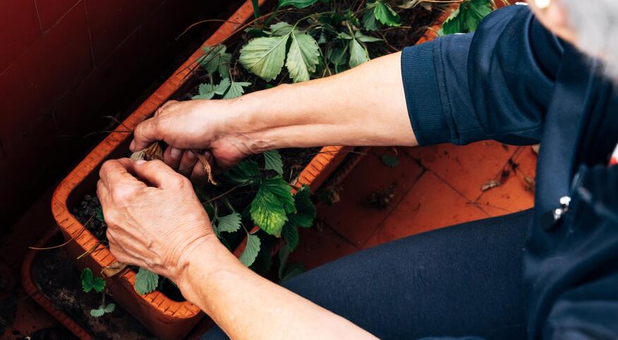 Mature hands gardening