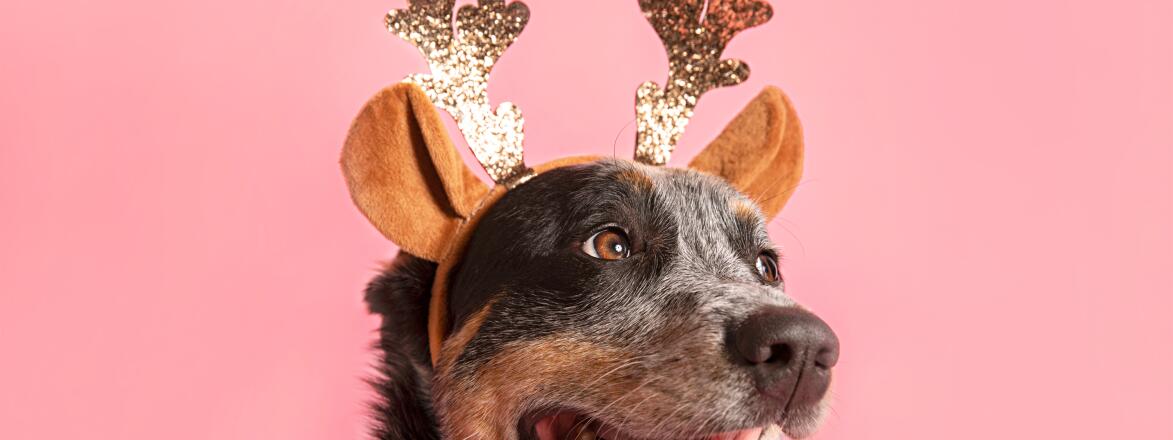 Cute dog wearing reindeer antlers on a pink background