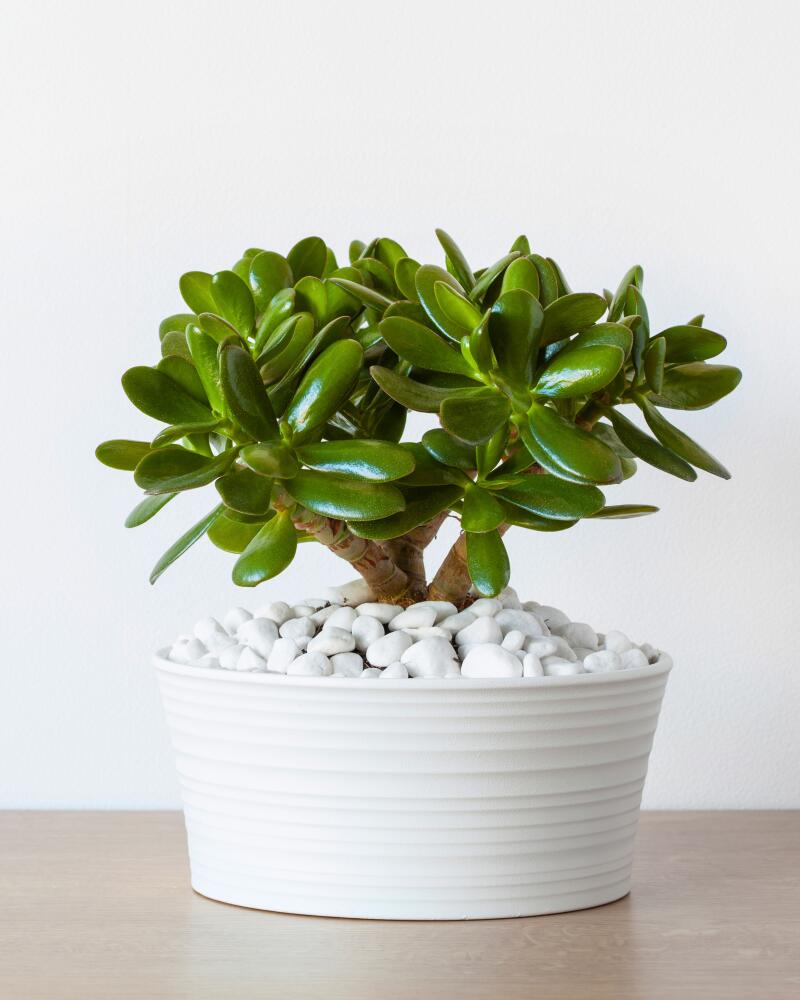 Jade plant