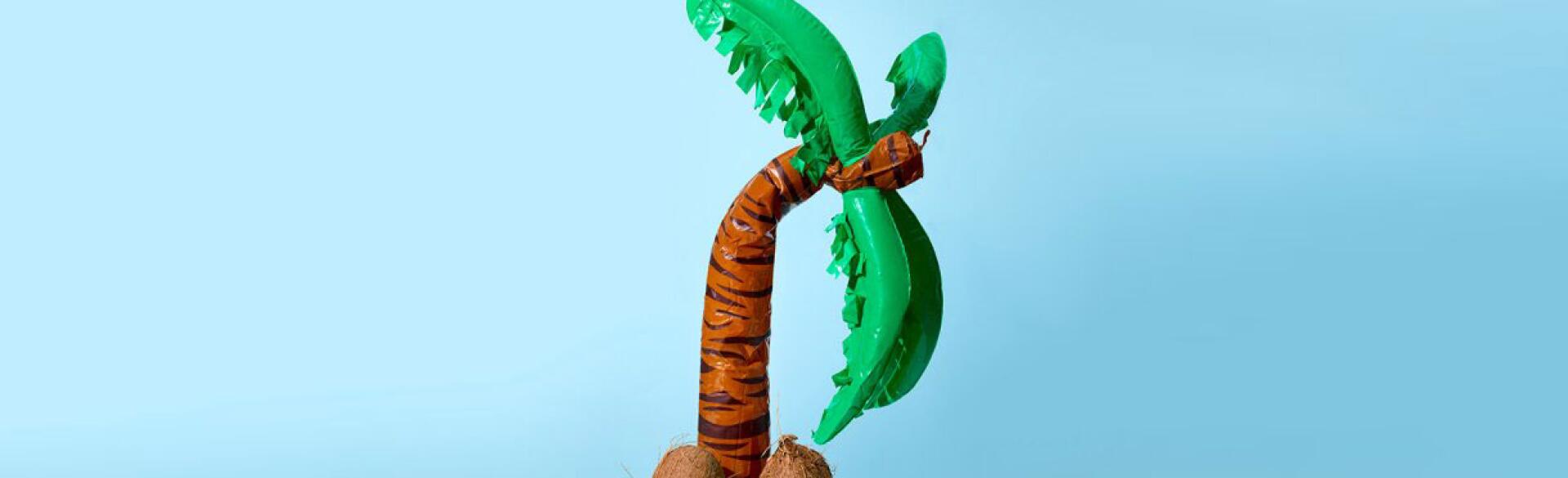 deflated palm tree with coconut