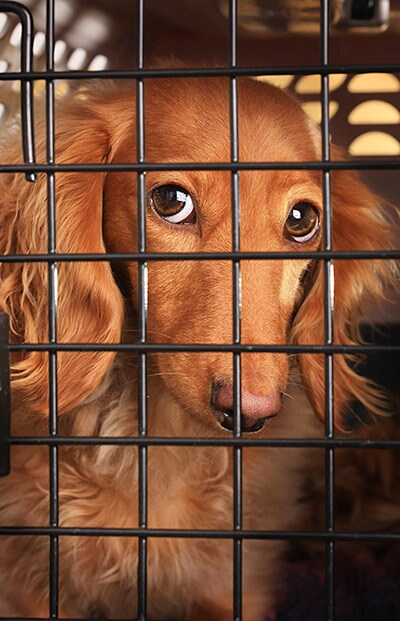 400-dog-cage