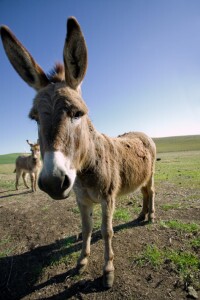 Mule