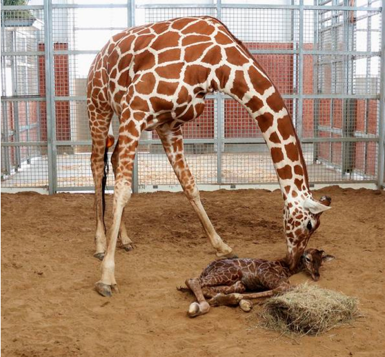 giraffe-dallas-zoo-twitter