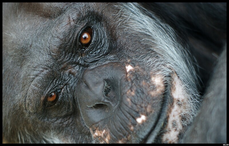 Chimpanzee