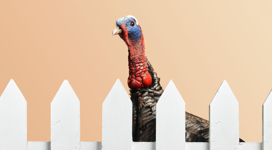 a turkey behind a white picket fence in front of a pale orange background
