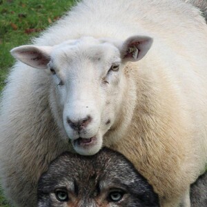 wolf in sheep's clothing