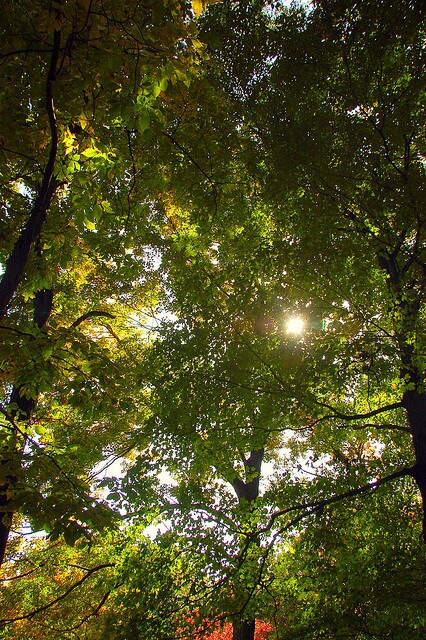 tree
