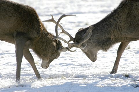 Two Elk Locking Horns